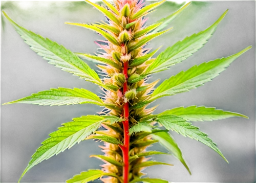 motherwort,indian nettle,cannabidiol,japanese mugwort,stinging nettle,mugwort,medicinal flower,gold bud flower,medicinal plant,flowering plant,scarlet beebalm,nettle leaves,fireweed,hemp oil,herbaceous plant,firecracker flower,cannabinol,medicinal herb,citronella,medicinal plants,Art,Artistic Painting,Artistic Painting 42