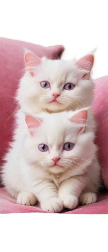 cat image,two cats,cats angora,cats,breed cat,cute cat,birman,mow,vintage cats,löwchen,american curl,cat vector,funny cat,cat family,kittens,cat kawaii,american bobtail,scottish fold,felines,cat,Art,Classical Oil Painting,Classical Oil Painting 26