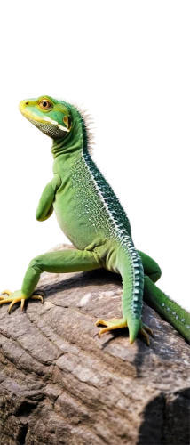 green lizard,european green lizard,green crested lizard,emerald lizard,green iguana,day gecko,carolina anole,iguanidae,green frog,collared lizard, anole,anole,ring-tailed iguana,patrol,dragon lizard,eastern water dragon lizard,malagasy taggecko,eleutherodactylus,fringe-toed lizard,pacific treefrog,Illustration,American Style,American Style 10
