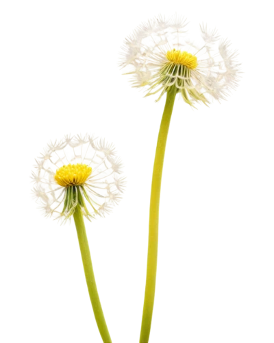 crepis paludosa,taraxacum officinale,taraxacum ruderalia,taraxacum,flowers png,dandelion background,hieracium,common dandelion,coltsfoot,fleabane,dandelion flower,mayweed,leucanthemum,dandelions,flying dandelions,xerochrysum bracteatumm,argyranthemum frutescens,dandelion,minimalist flowers,ox-eye daisy,Art,Classical Oil Painting,Classical Oil Painting 25