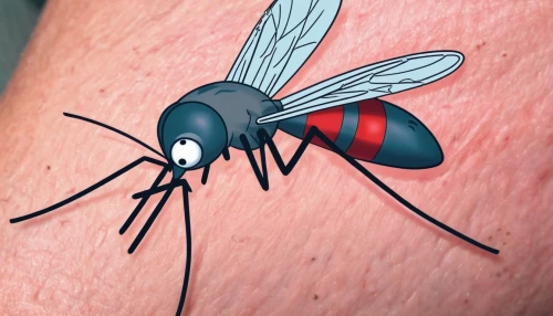 dengue,mosquito bite,mosquitoe,malaria,lyme disease,mosquito,mosquitoes,artificial fly,anaphylaxis,black fly,coda alla vaccinara,insecticide,housefly,flower fly,flying insect,aedes albopictus,house fly,cosmeatria,flies,red fly