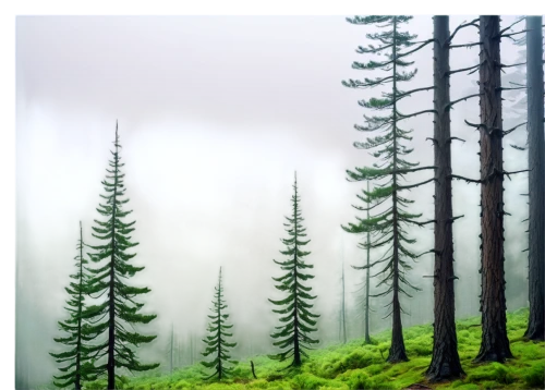 temperate coniferous forest,coniferous forest,foggy forest,fir forest,spruce-fir forest,tropical and subtropical coniferous forests,spruce forest,larch forests,forest background,spruce trees,foggy landscape,evergreen trees,forests,coniferous,pine trees,conifers,fir trees,landscape background,larch trees,mixed forest,Photography,Documentary Photography,Documentary Photography 09