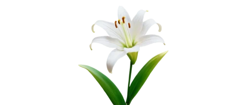 white lily,tulip white,madonna lily,flowers png,easter lilies,lilium candidum,white trumpet lily,siberian fawn lily,ornithogalum,tulipa,sego lily,tuberose,crinum,hymenocallis,turkestan tulip,ornithogalum umbellatum,fawn lily,avalanche lily,lily flower,lily of the valley,Photography,Documentary Photography,Documentary Photography 01