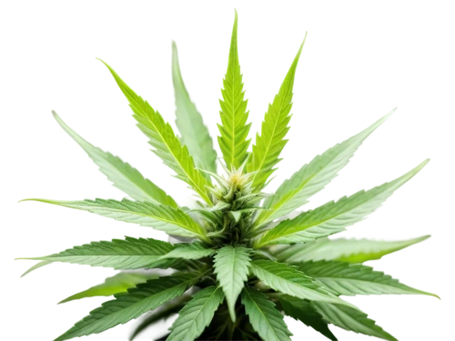 cannabidiol,custody leaf,medicinal plant,mugwort,medicinal flower,mary-bud,cannabinol,diesel hybrid,afghani,mape leaf,marijuiana,green plant,crop plant,pot plant,green congo,bud,weed,japanese mugwort,sativa,cannareccione,Conceptual Art,Daily,Daily 13