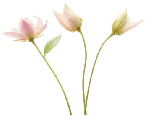 tulip background,flowers png,tulip flowers,two tulips,tulipa,pink tulips,tulip white,tulips,turkestan tulip,minimalist flowers,pink tulip,tulip,tulip magnolia,tulipa tarda,tuberose,tulip blossom,wild tulips,tulipa humilis,tulip bouquet,lady tulip,Photography,Black and white photography,Black and White Photography 03