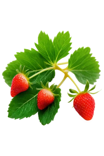 native raspberry,strawberry plant,west indian raspberry ,west indian raspberry,siberian ginseng,raspberry leaf,thimbleberry,rubus,alpine strawberry,salmonberry,strawberry tree,strawberry ripe,ginseng,mock strawberry,red mulberry,lingonberry,bloodrootsanguinaria canadensis,strawberry flower,strawberry,strawberries,Photography,Documentary Photography,Documentary Photography 28