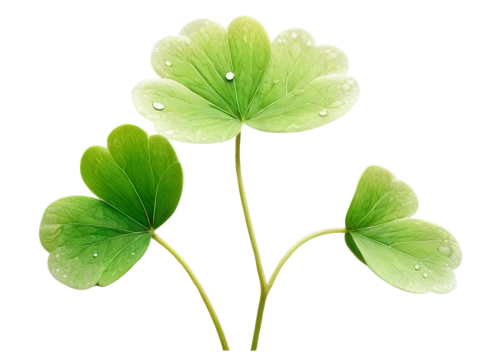 centella,miner's lettuce,clover leaves,medium clover,4-leaf clover,five-leaf clover,redwood sorrel,four-leaf clover,oxalis,three leaf clover,4 leaf clover,patrol,four leaf clover,wood-sorrel,clovers,a four leaf clover,flowers png,long ahriger clover,nasturtium leaves,spring leaf background,Conceptual Art,Daily,Daily 34