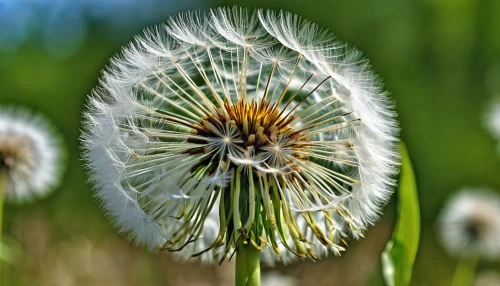 dandelions,common dandelion,dandelion flower,dandelion seeds,dandelion,dandelion background,flying dandelions,taraxacum,taraxacum ruderalia,dandelion flying,taraxacum officinale,dandelion meadow,seed-head,dandelion field,seed head,mayweed,cotton grass,grass blossom,teasel,fleabane,Photography,General,Realistic