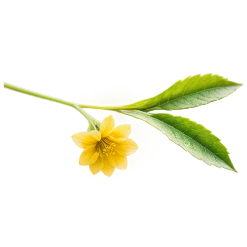 ylang-ylang,primrose jasmine,flowers png,carolina jasmine,jasminum sambac,tea flowers,morinda citrifolia,jasminum,winter jasmine,tanacetum balsamita,hypericum patulum,geraniaceae,lemon flower,cinquefoil,perforate st john's wort,crepe jasmine,narrow-leaved sundrops,bay-leaf,lemon myrtle,vine flower,Photography,Documentary Photography,Documentary Photography 34