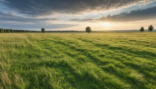 meadow landscape,grasslands,grassland,wheat crops,barley field,wheat field,grain field panorama,wheat grasses,meadow fescue,wheat germ grass,wheat fields,field of cereals,rye in barley field,durum wheat,mountain meadow hay,grain field,aaa,green landscape,landscape background,triticale,Photography,General,Realistic