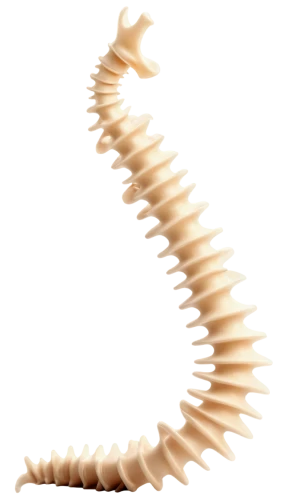 spine,spines,strozzapreti,centipede,greater galangal,spiny sea shell,anago,cervical spine,sturgeon,hippocampus,waxworm,fusilli,helical,wampum snake,ribcage,galangal,fish skeleton,pellworm,jawbone,worm,Photography,Fashion Photography,Fashion Photography 18