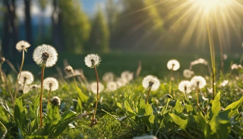 dandelion background,dandelion meadow,dandelion field,blooming grass,cotton grass,grass blossom,dandelion flying,dandelions,meadow flowers,meadow plant,common dandelion,aaa,meadows of dew,wood daisy background,flying dandelions,dandelion,sun daisies,taraxacum,blades of grass,taraxacum officinale,Photography,General,Realistic