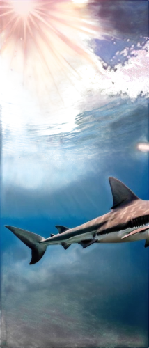 wide sawfish,sawfish,dolphin background,requiem shark,bronze hammerhead shark,remora,cetacean,dusky dolphin,marine reptile,cetacea,white-beaked dolphin,reconstruction,bottlenose dolphin,a flying dolphin in air,constellation swordfish,anodorhynchus,oceanic dolphins,common bottlenose dolphin,hammerhead,spinner dolphin,Conceptual Art,Daily,Daily 32