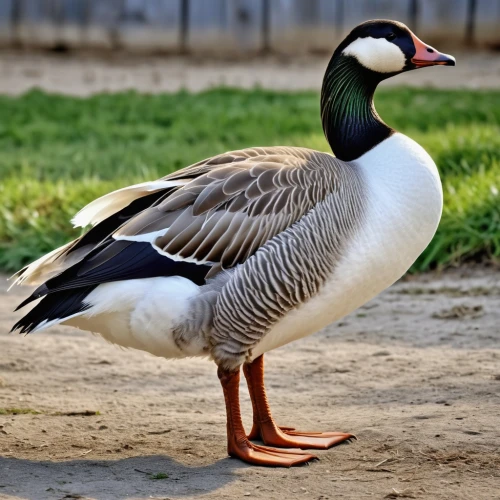 greylag goose,canadian goose,galliformes,egyptian goose,nile goose,gooseander,tula fighting goose,canada goose,goose,cayuga duck,st martin's day goose,brahminy duck,female duck,a pair of geese,shelduck,snow goose,easter goose,platycercus,australian shelduck,pelecanus onocrotalus,Photography,General,Realistic