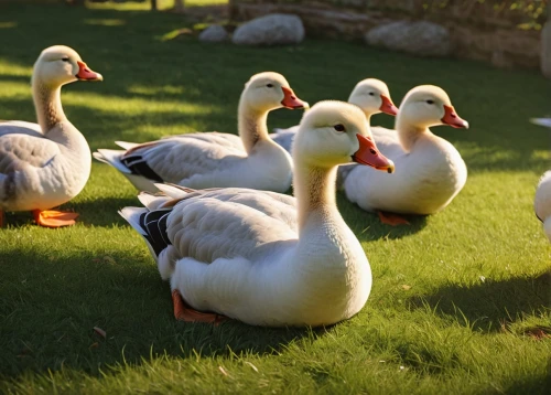 greylag geese,geese,ducks  geese and swans,canadian swans,greylag goose,duck meet,duck females,goslings,ducks,ornamental duck,swans,a pair of geese,wild geese,waterfowl,canada geese,water fowl,goose game,bath ducks,gooseander,wild ducks,Photography,General,Commercial