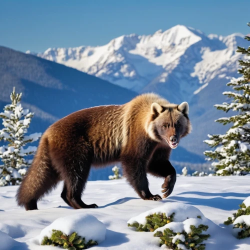 brown bear,brown bears,grizzly bear,nordic bear,mustelid,winter animals,hoary marmot,bear kamchatka,grizzly,grizzly cub,kodiak bear,great bear,grizzlies,mustelidae,american black bear,marmot,alpine marmot,polecat,spectacled bear,north american raccoon,Photography,General,Realistic