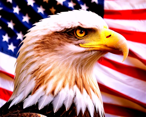 american bald eagle,bald eagle,flag day (usa),patriot,united states of america,patriot roof coating products,eagle,flag of the united states,america,u s,patriotism,bald eagles,american,eagle eastern,american flag,patriotic,america flag,us flag,united state,white eagle,Illustration,Realistic Fantasy,Realistic Fantasy 40