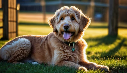 goldendoodle,golden retriever,labradoodle,irish soft-coated wheaten terrier,giant dog breed,golden retriver,airedale terrier,otterhound,catalan sheepdog,standard poodle,livestock guardian dog,american staghound,briard,pet vitamins & supplements,spinone italiano,dog pure-breed,dog photography,maremma sheepdog,bearded collie,afghan hound,Photography,Artistic Photography,Artistic Photography 02