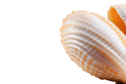 sfogliatelle,spiny sea shell,conch shell,scallop,sea shell,bivalve,anago,whelk,sliced tangerine fruits,seashell,baltic clam,clam shell,chambered nautilus,conch,heart of palm,shellfish,shell,endive,sea snail,clam,Illustration,Japanese style,Japanese Style 18