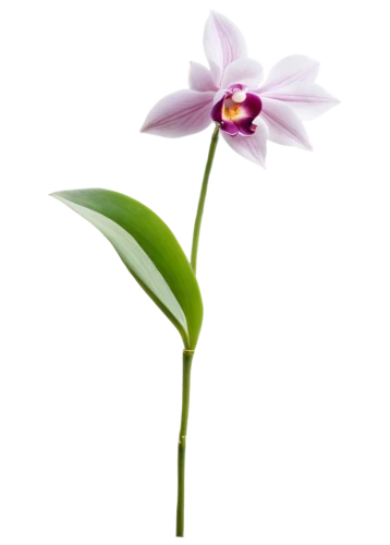 flowers png,laelia,spathoglottis,cuba flower,lotus png,orchid flower,lily flower,grape-grass lily,magnolia star,sego lily,siberian fawn lily,minimalist flowers,guernsey lily,laelia crispa,laelia albida,hard-leaved pocket orchid,moth orchid,single flower,frangipani,lilikoi,Illustration,Retro,Retro 06