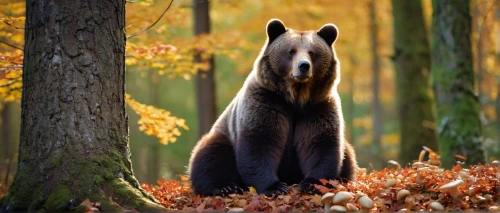 american black bear,nordic bear,brown bear,bear guardian,cute bear,great bear,bear,black bears,grizzly bear,karelian bear dog,brown bears,bearskin,bear kamchatka,bear bow,white bear,bears,bear cub,forest animal,scandia bear,little bear,Illustration,Black and White,Black and White 20