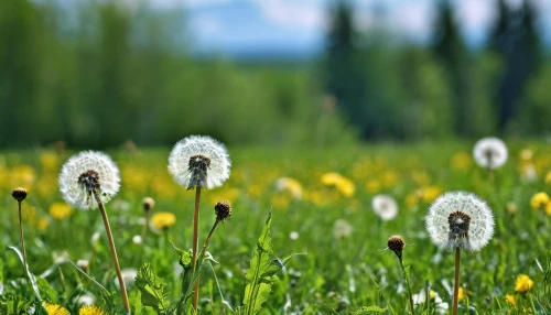 dandelion meadow,dandelion field,taraxacum officinale,taraxacum,dandelions,dandelion background,flying dandelions,common dandelion,taraxacum ruderalia,cotton grass,meadow flowers,dandelion flying,dandelion,meadow plant,dandelion flower,dandelion seeds,field flowers,coltsfoot,mayweed,flowering meadow,Photography,General,Realistic