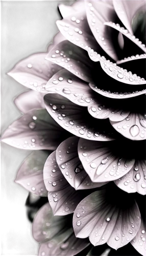 water lily leaf,flowers png,petals purple,chrysanthemum background,paper flower background,petals of perfection,the petals overlap,fractal art,lotus leaves,osteospermum,african daisy,lotus leaf,purple chrysanthemum,petals,abstract flowers,flower of water-lily,rose leaf,dew drops on flower,floral digital background,lotus effect,Conceptual Art,Fantasy,Fantasy 25