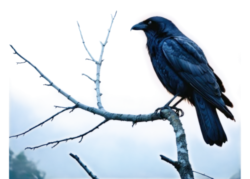common raven,american crow,carrion crow,corvidae,crows bird,fish crow,corvid,mountain jackdaw,raven bird,jackdaw,crow,grackle,steller s jay,crow-like bird,black crow,black raven,new caledonian crow,hooded crows,crows,corvus,Conceptual Art,Sci-Fi,Sci-Fi 19
