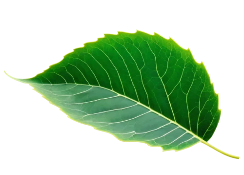 walnut leaf,mape leaf,fan leaf,chestnut leaf,custody leaf,magnolia leaf,tropical leaf,beech leaf,leaf background,tree leaf,fig leaf,bay-leaf,foliage leaf,leaf,grape leaf,green leaf,leaf structure,jungle leaf,leaf green,leaf border,Art,Artistic Painting,Artistic Painting 42