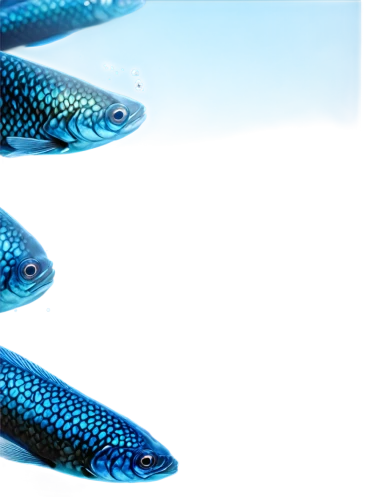 blue stripe fish,ornamental fish,blue fish,trout breeding,aquaculture,fish scales,freshwater fish,fish oil,pallet doctor fish,tobaccofish,blue angel fish,surface lure,fish in water,fish products,coelacanth,fish oil capsules,fish pictures,mermaid scales background,lures and buy new desktop,rainbow trout,Conceptual Art,Daily,Daily 11