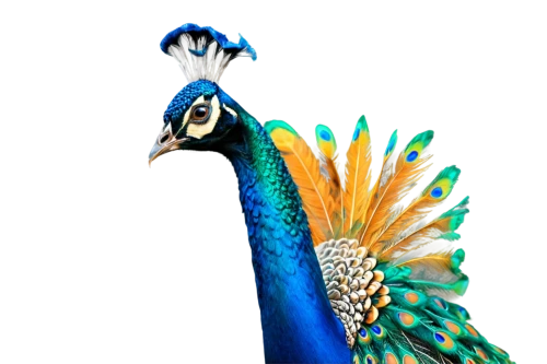 male peacock,peacock,peafowl,blue peacock,peacock feathers,an ornamental bird,fairy peacock,prince of wales feathers,gouldian,bird png,peacocks carnation,cassowary,meleagris gallopavo,perico,ornamental bird,blue parrot,color feathers,tropical bird,exotic bird,peacock feather,Art,Artistic Painting,Artistic Painting 42