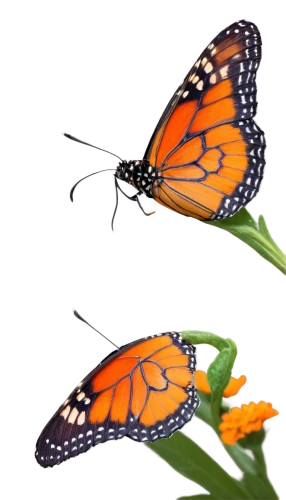 butterfly clip art,butterfly vector,viceroy (butterfly),euphydryas,orange butterfly,butterfly background,hesperia (butterfly),vanessa (butterfly),polygonia,melitaea,dryas julia,vanessa atalanta,lycaena phlaeas,callophrys,c butterfly,monarch butterfly,butterfly isolated,boloria,lepidopterist,julia butterfly,Illustration,Retro,Retro 22