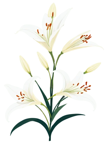 tuberose,madonna lily,flowers png,white lily,avalanche lily,easter lilies,hymenocallis,ornithogalum umbellatum,ornithogalum,lillies,lilies of the valley,grass lily,flower illustration,white floral background,lilies,lilium candidum,crinum,illustration of the flowers,guernsey lily,jonquils,Illustration,Vector,Vector 01
