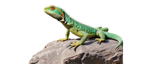 iguanidae,green crested lizard,emerald lizard,collared lizard,green iguana,cyclura nubila,ring-tailed iguana,green lizard,landmannahellir,common collared lizard,iguana,european green lizard,day gecko,eleutherodactylus,eastern water dragon lizard,reconstruction,malagasy taggecko,dragon lizard,scaled reptile,eastern water dragon,Illustration,Abstract Fantasy,Abstract Fantasy 08