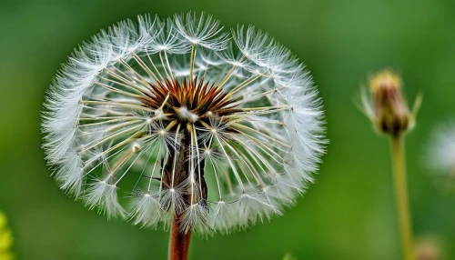 dandelion seeds,common dandelion,dandelion flower,seed-head,seed head,dandelion,taraxacum,taraxacum ruderalia,dandelions,dandelion background,taraxacum officinale,flying dandelions,dandelion flying,dandelion meadow,dandelion field,teasel,black and dandelion,mayweed,straw flower,hieracium,Photography,General,Realistic