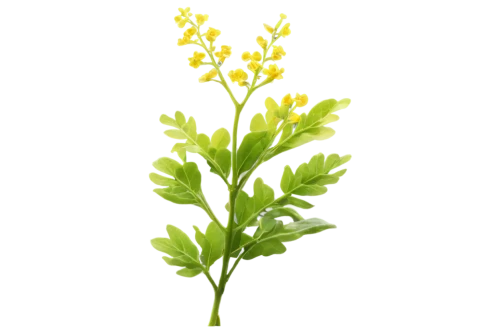 upright yellow sorrel,mustard plant,shrub celery,aquatic herb,wild celery,fenugreek,yellow sweet clover,citronella,rockcress,dulcimer herb,sweetscented bedstraw,galium,flowers png,tuberose,black mustard,hieracium,veratrum,chervil,goldmoss stonecrop,tarragon,Conceptual Art,Graffiti Art,Graffiti Art 06