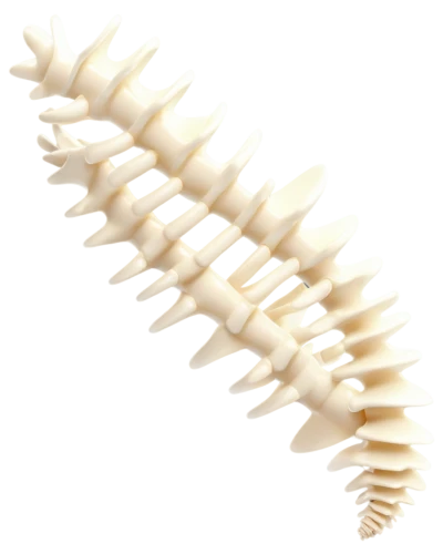 spines,spiny sea shell,sawfish,wide sawfish,centipede,anago,shuttlecock,waxworm,strozzapreti,conifer cone,fusilli,spine,conchiglie,wampum snake,vertebrae,greater galangal,dorsal fin,rope brush,jawbone,swan feather,Conceptual Art,Daily,Daily 28