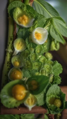 exotic cape gooseberry,cape gooseberry,eggs,brown eggs,physalis,fried egg flower,organic egg,fresh eggs,egg,primroses,watercress,yolk flower,broken eggs,deviled eggs,eggs in a basket,egg tray,chicken eggs,egg basket,white eggs,solanaceae,Photography,General,Realistic