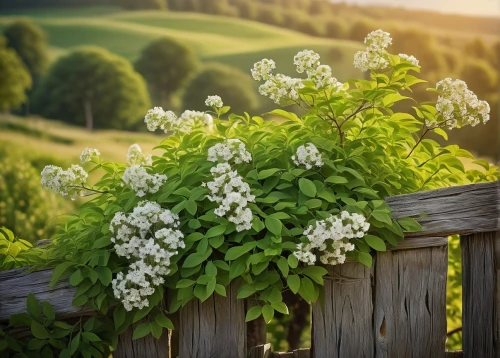 lily of the valley,lilly of the valley,lily of the field,lilies of the valley,white picket fence,oakleaf hydrangea,wooden fence,evergreen candytuft,garden fence,pasture fence,flowering vines,sweetscented bedstraw,split-rail fence,white currant,spring background,alyssum,heracleum (plant),philadelphus erectus,farmer's jasmine,wood and flowers,Art,Classical Oil Painting,Classical Oil Painting 10
