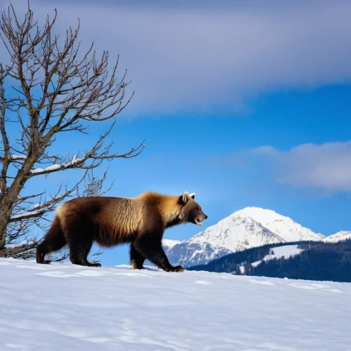 bear kamchatka,kodiak bear,brown bear,brown bears,nordic bear,grizzly bear,bear guardian,the amur adonis,great bear,kamchatka,winter animals,grizzlies,kodiak,hoary marmot,grizzly cub,the chubu sangaku national park,american black bear,amur adonis,grizzly,pyrenean shepherd,Photography,General,Realistic