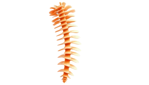 spines,fishtail palm,coral aloe,palm tree vector,spiny,flowers png,anago,spine,maguey worm,flame vine,fusilli,frond,strozzapreti,fire poker flower,ornamental shrimp,fishbone cactus,pineapple lily,cone,cervical spine,orange trumpet,Photography,Documentary Photography,Documentary Photography 14