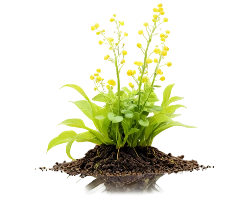 upright yellow sorrel,flowers png,mustard plant,perennial plant,sand coreopsis,oil-related plant,monocotyledon,container plant,perennial plants,potted plant,plant bed,yellow ball plant,veratrum,plantago,garden cress,potted flowers,tender shoots of plants,aromatic plant,plant sap,cypripedium,Conceptual Art,Daily,Daily 09