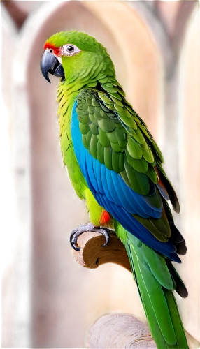 south american parakeet,yellowish green parakeet,beautiful parakeet,beautiful yellow green parakeet,yellow green parakeet,green parakeet,green rosella,cute parakeet,sun parakeet,rosella,tiger parakeet,kakariki parakeet,parakeet,rose-ringed parakeet,beautiful macaw,caique,yellow parakeet,blue parakeet,macaw hyacinth,conure,Illustration,Realistic Fantasy,Realistic Fantasy 43