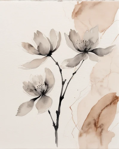 watercolour flowers,star magnolia,white magnolia,watercolour flower,cloves schwindl inge,watercolor flowers,magnolia,watercolor floral background,watercolor flower,flower painting,magnolias,magnolia flowers,tulip magnolia,white floral background,magnolia blossom,magnolia × soulangeana,minimalist flowers,yulan magnolia,southern magnolia,watercolor leaves,Illustration,Paper based,Paper Based 30