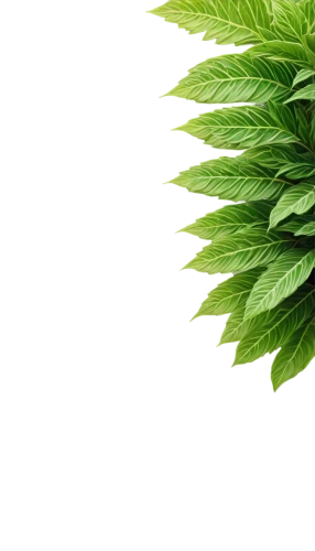 motherwort,nettle leaves,mugwort,cannabidiol,fern leaf,japanese mugwort,fern plant,stinging nettle,thuja,indian nettle,palm leaf,cbd oil,custody leaf,medicinal plant,tropical leaf,ferns,palm leaves,mint leaf,leaf fern,medicinal herbs,Photography,Fashion Photography,Fashion Photography 18