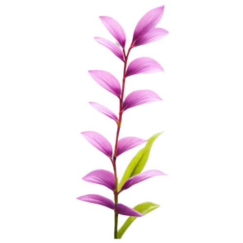 flowers png,fireweed,fernleaf lavender,pink quill,crown chakra flower,flower illustration,grape-grass lily,lotus png,centaurium,pineapple lily,purple flower,rocket flower,pitaya,heliconia,ikebana,duranta,pointed flower,minimalist flowers,small-leaf lilac,lilac branch,Illustration,Vector,Vector 05