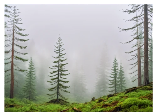 temperate coniferous forest,coniferous forest,foggy forest,tropical and subtropical coniferous forests,fir forest,larch forests,spruce-fir forest,forest background,spruce forest,foggy landscape,bavarian forest,forests,coniferous,spruce trees,evergreen trees,fir trees,aaa,mixed forest,germany forest,northern black forest,Conceptual Art,Daily,Daily 11
