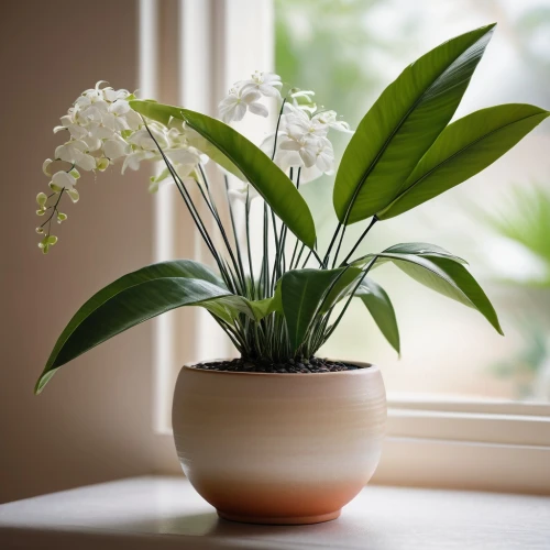 indoor plant,houseplant,ikebana,peace lily,lily of the valley,phalaenopsis,white orchid,flowers in pitcher,flower bowl,potted plant,phalaenopsis equestris,peace lilies,lily of the desert,container plant,veratrum,christmas orchid,moth orchid,house plants,bulbous plant,phalaenopsis sanderiana,Conceptual Art,Fantasy,Fantasy 09