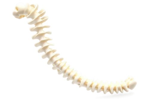 vertebrae,cervical spine,spine,skeletal,skeleton,dinosaur skeleton,jawbone,lion's skeleton,bone,fish skeleton,babelomurex finchii,fishbones,bone-in rib,strozzapreti,pile of bones,human skeleton,galangal,centipede,rotini,greater galangal,Conceptual Art,Oil color,Oil Color 15