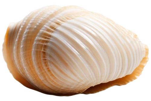 sfogliatelle,sea shell,spiny sea shell,scallop,clam shell,whelk,bivalve,shell,seashell,pearl onion,snail shell,clam,beach shell,shells,sea snail,baltic clam,marine gastropods,mollusk,mollusks,in shells,Photography,Documentary Photography,Documentary Photography 05